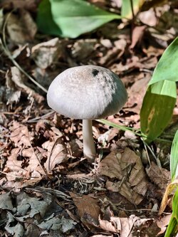 IMG_20250809_172149.jpg