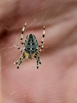 IMG_20250812_191306_Gartenkreuzspinne (Araneus diadematus).jpg