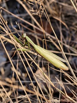 IMG_20250816_194312.jpg