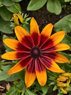 IMG_20250718_165936.jpg