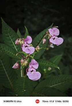 IMG_20250817_200451.jpg