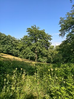 IMG_20250716_165607.jpg