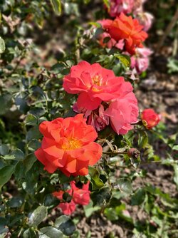 IMG_20250821_154158.jpg