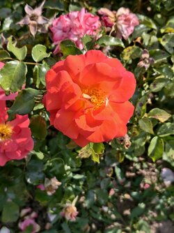 IMG_20250821_154232.jpg