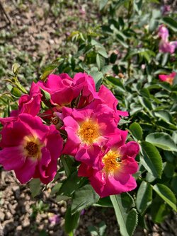 IMG_20250821_154345.jpg