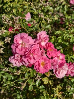 IMG_20250821_154300.jpg