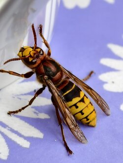 IMG_20250823_122712_ Europäische Hornisse (Vespa crabro).jpg