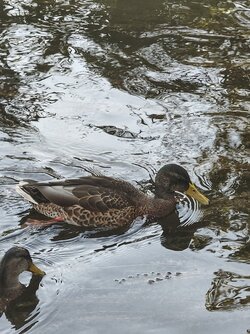 IMG_20250825_183640302~2.jpg