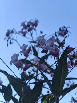 IMG_20250825_182206138~2.jpg
