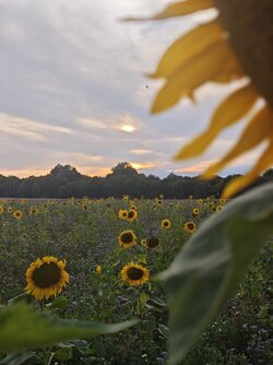 IMG_20250825_193738.jpg