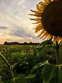 IMG_20250825_193812.jpg