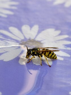 IMG_20250826_142208_ Deutsche Wespe (Vespula germanica).jpg