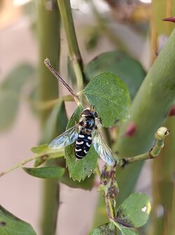 IMG_20250826_155505504~2.jpg