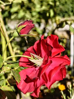 IMG_20250826_154625504~2.jpg