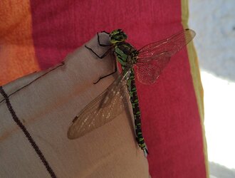 31.8.2025Libelle1.jpg
