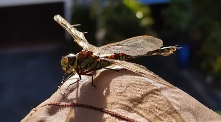 31.8.2025Libelle.jpg