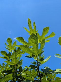 PXL_20250831_133312835.jpg