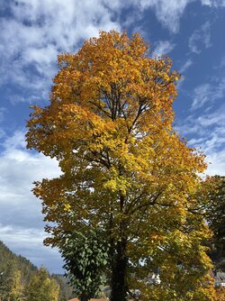 IMG_7806 2.jpeg