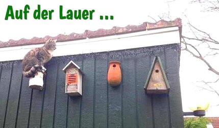 lauer.jpg