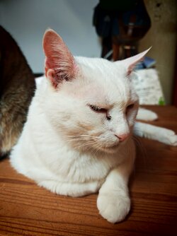 IMG_20250808_111224.jpg
