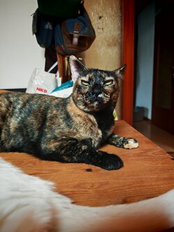 IMG_20250808_130931.jpg
