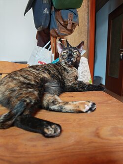 IMG_20250810_131155.jpg