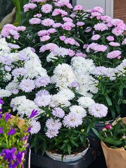 IMG_20250812_111951.jpg