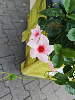 IMG_20250812_112020.jpg