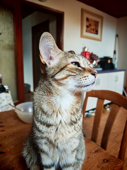 IMG_20250820_171815_1.jpg