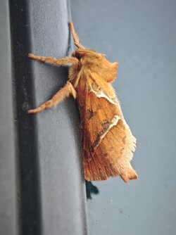 IMG_20250902_074420.jpg