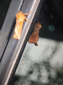 IMG_20250902_073457.jpg