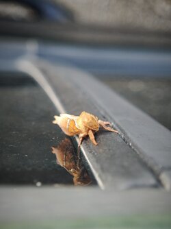 IMG_20250902_074524.jpg