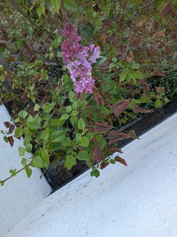 PXL_20250903_082941066.MP.jpg