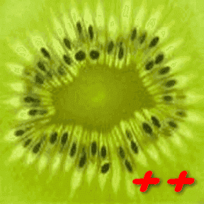 kiwi_288.png