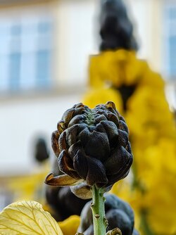 IMG_20250903_192259523~2.jpg
