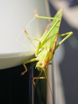 IMG_20250906_115710.jpg