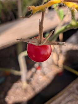 PXL_20250907_101230656.MACRO_FOCUS.jpg