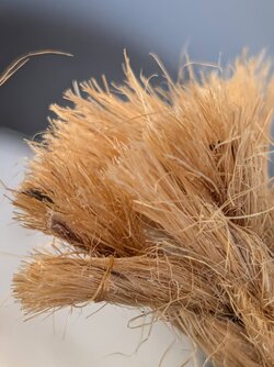 PXL_20250907_101311907.MACRO_FOCUS.jpg