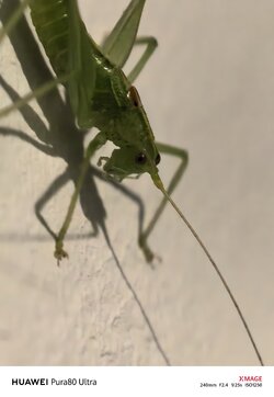 IMG_20250910_055612.jpg
