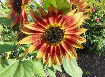 IMG_20250910_172217245_HDR.jpg