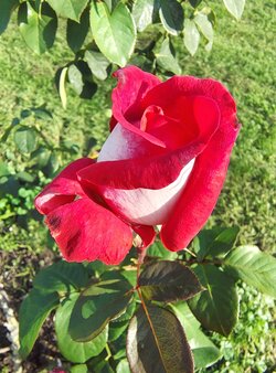 IMG_20250910_173315000_HDR.jpg