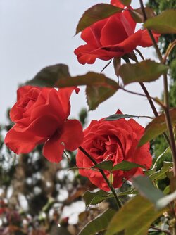 IMG_20250911_174632355.jpg