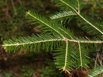 Tannennadel.jpg Tannennadel.jpg
