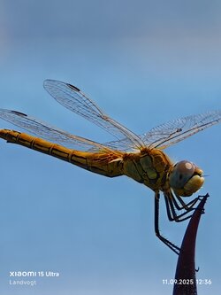IMG_20250911_123617.jpg