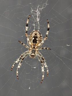 IMG_20250909_182630_Gartenkreuzspinne (Araneus diadematus).jpg