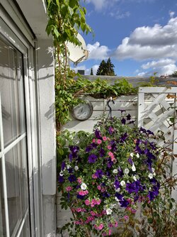 Vivo X200 FE.jpg Vivo X200 FE.jpg