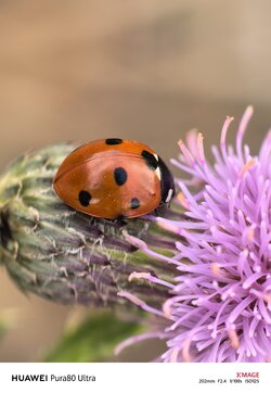IMG_20250913_075530.jpg