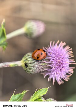 IMG_20250913_075457.jpg