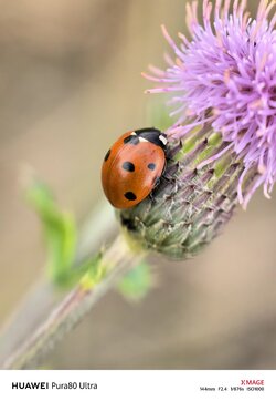 IMG_20250913_075410.jpg