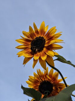 IMG_20250913_165330364~2.jpg
